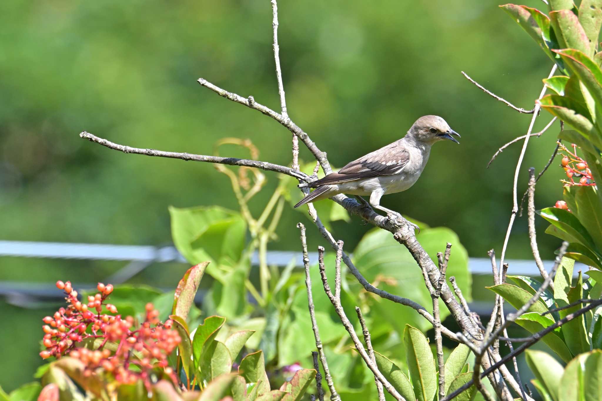 幼鳥 by Tosh@Bird