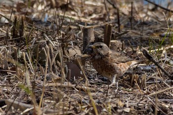 ハチジョウツグミ 神奈川 2017年3月12日(日)