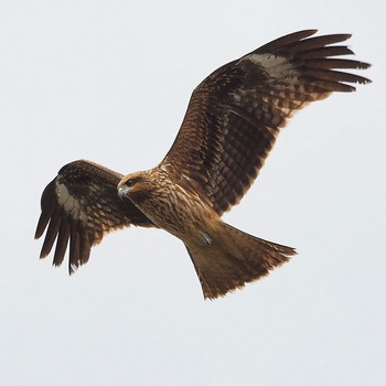 Black Kite 京都五条大橋 Sun, 3/26/2017