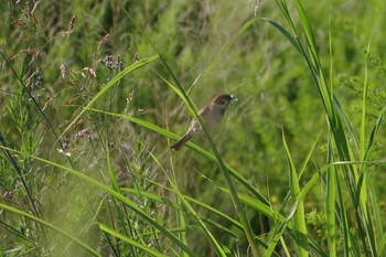 2021年7月22日(木) 多摩川二ヶ領宿河原堰の野鳥観察記録