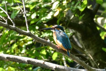 2021年7月18日(日) 赤羽自然観察公園の野鳥観察記録