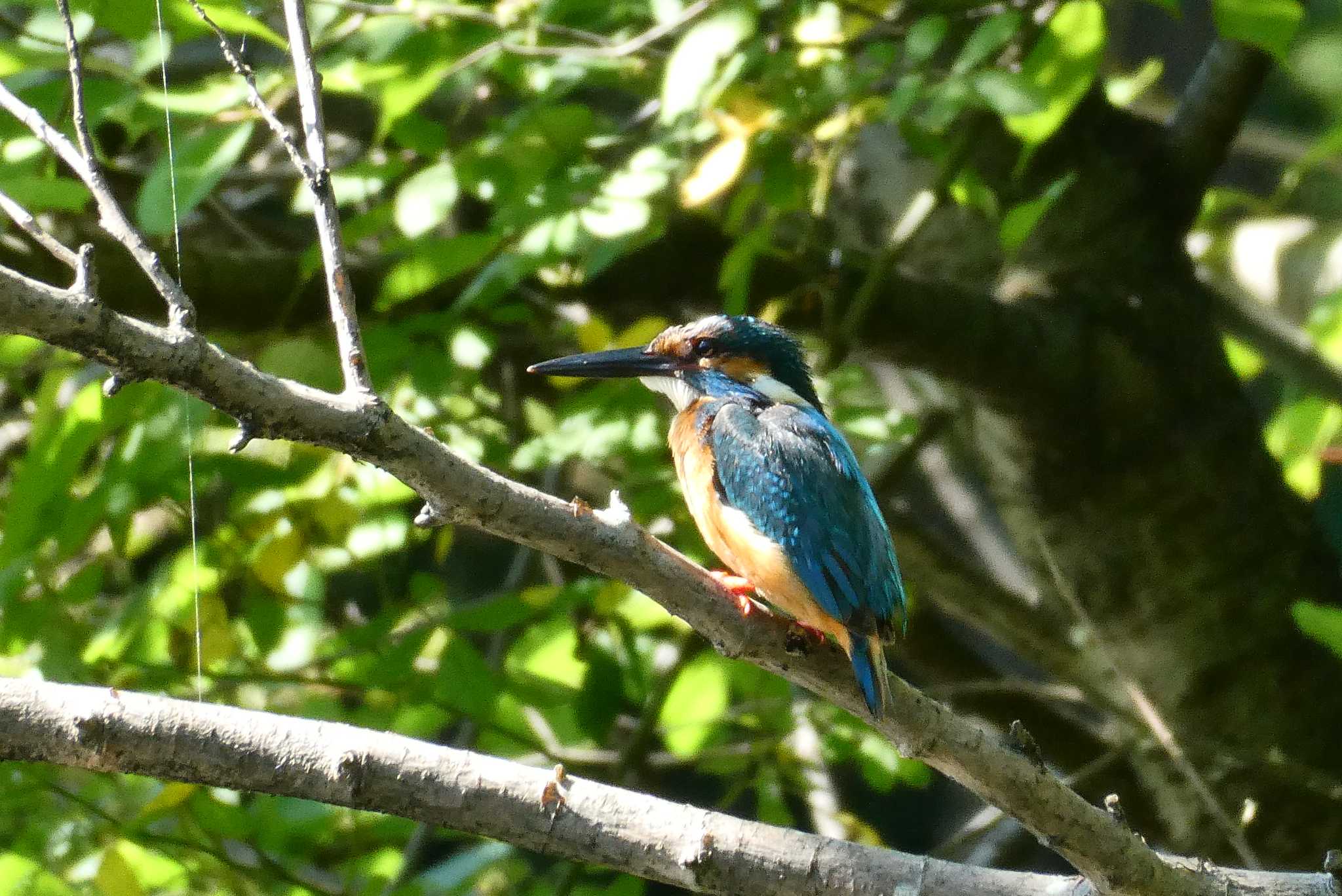 Common Kingfisher