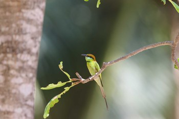 Asian Green Bee-eater Phraya Nakhon Cave Mon, 3/20/2017