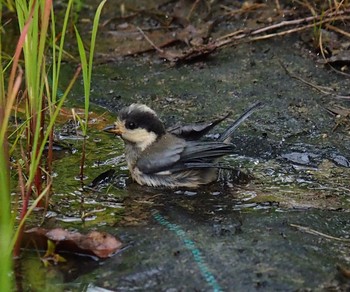 2021年6月6日(日) 道の駅しらとりの郷の野鳥観察記録