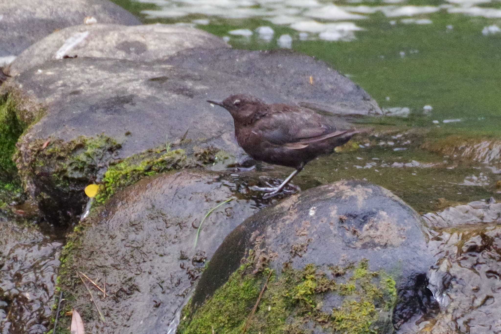 福井緑地(札幌市西区) カワガラスの写真 by 98_Ark (98ｱｰｸ)