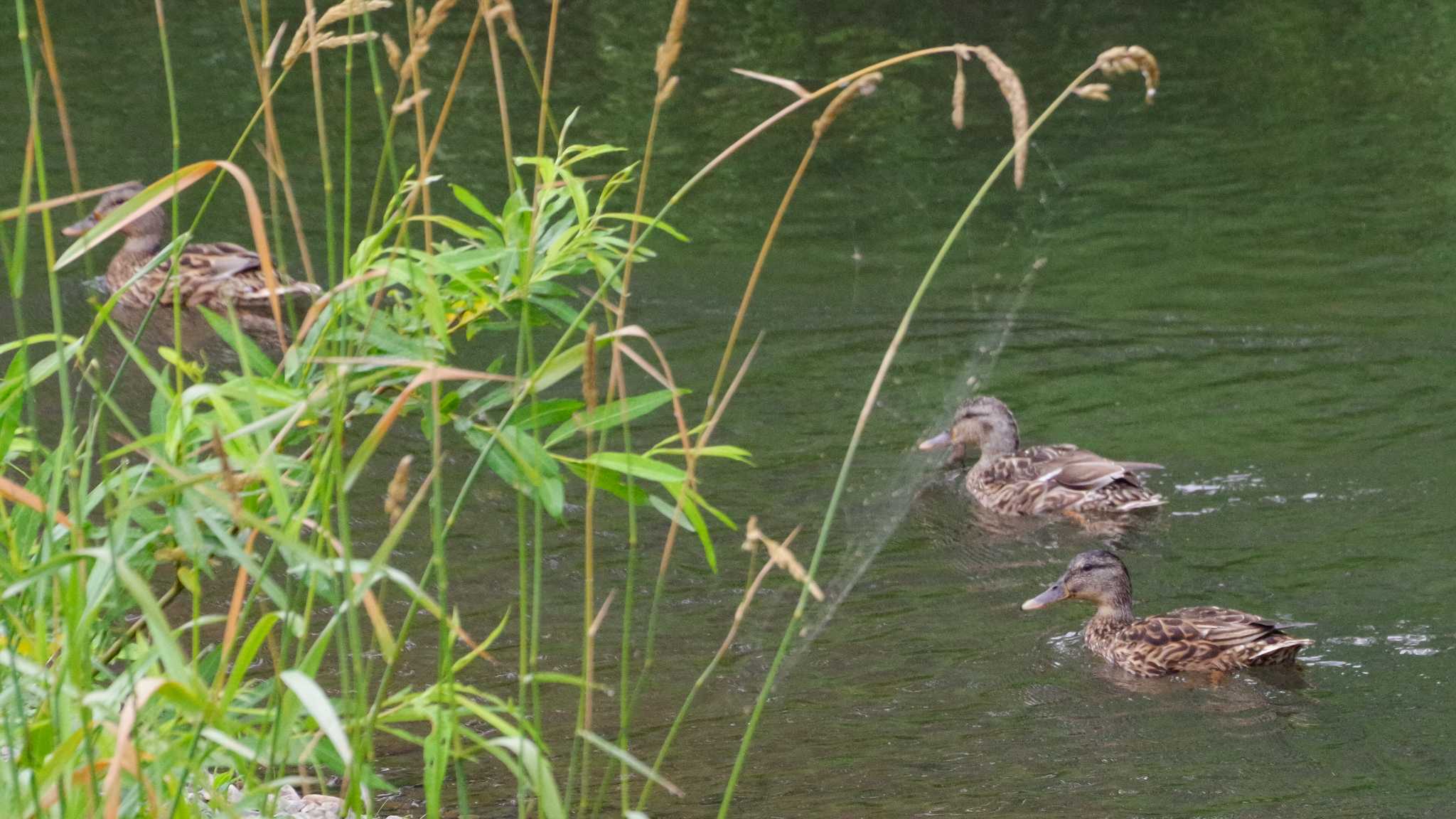 マガモ