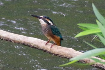 2021年7月22日(木) 福井緑地(札幌市西区)の野鳥観察記録