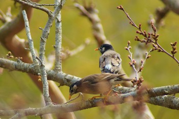 White-cheeked Starling しあわせの村 Thu, 3/30/2017