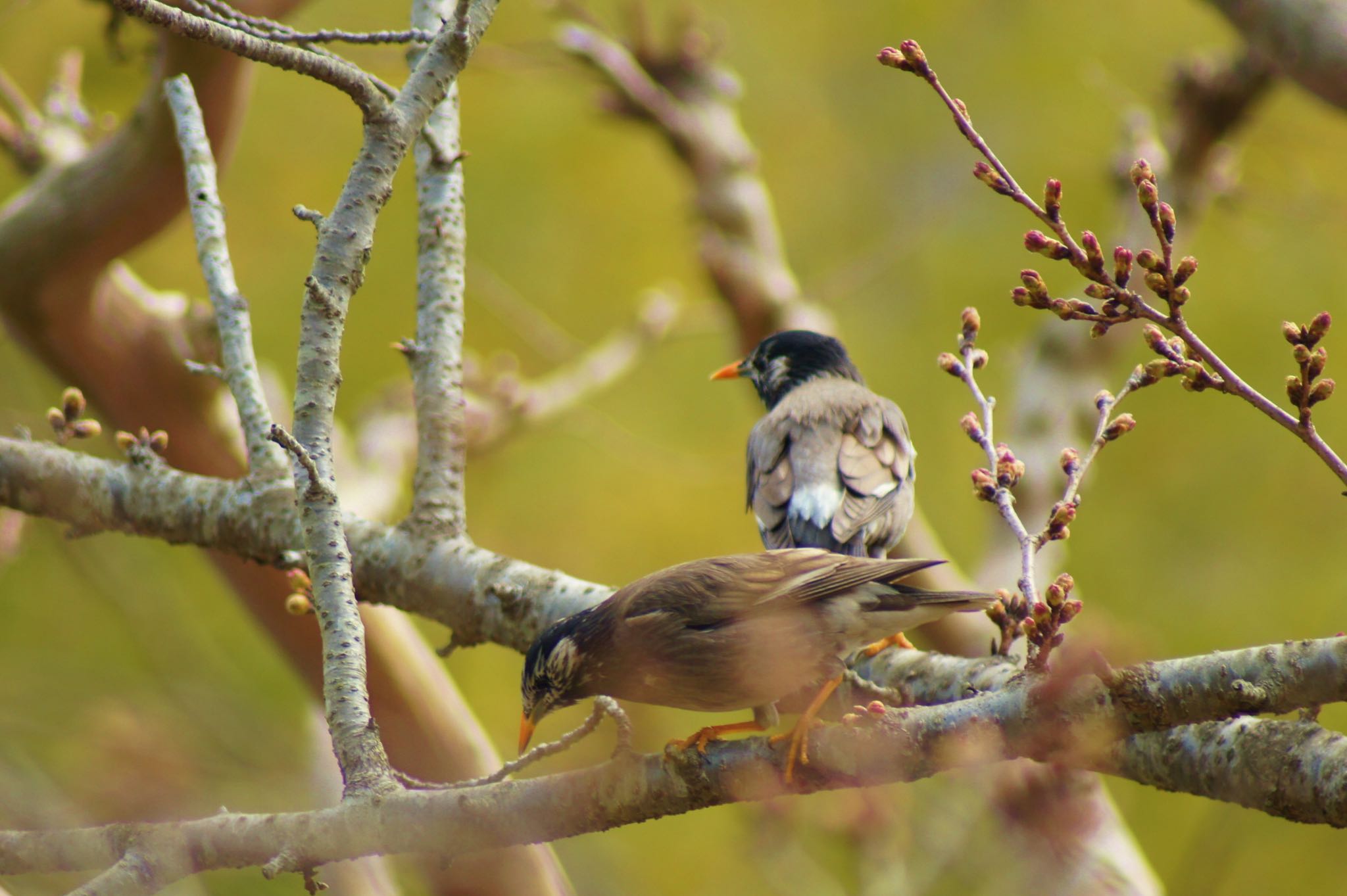 White-cheeked Starling