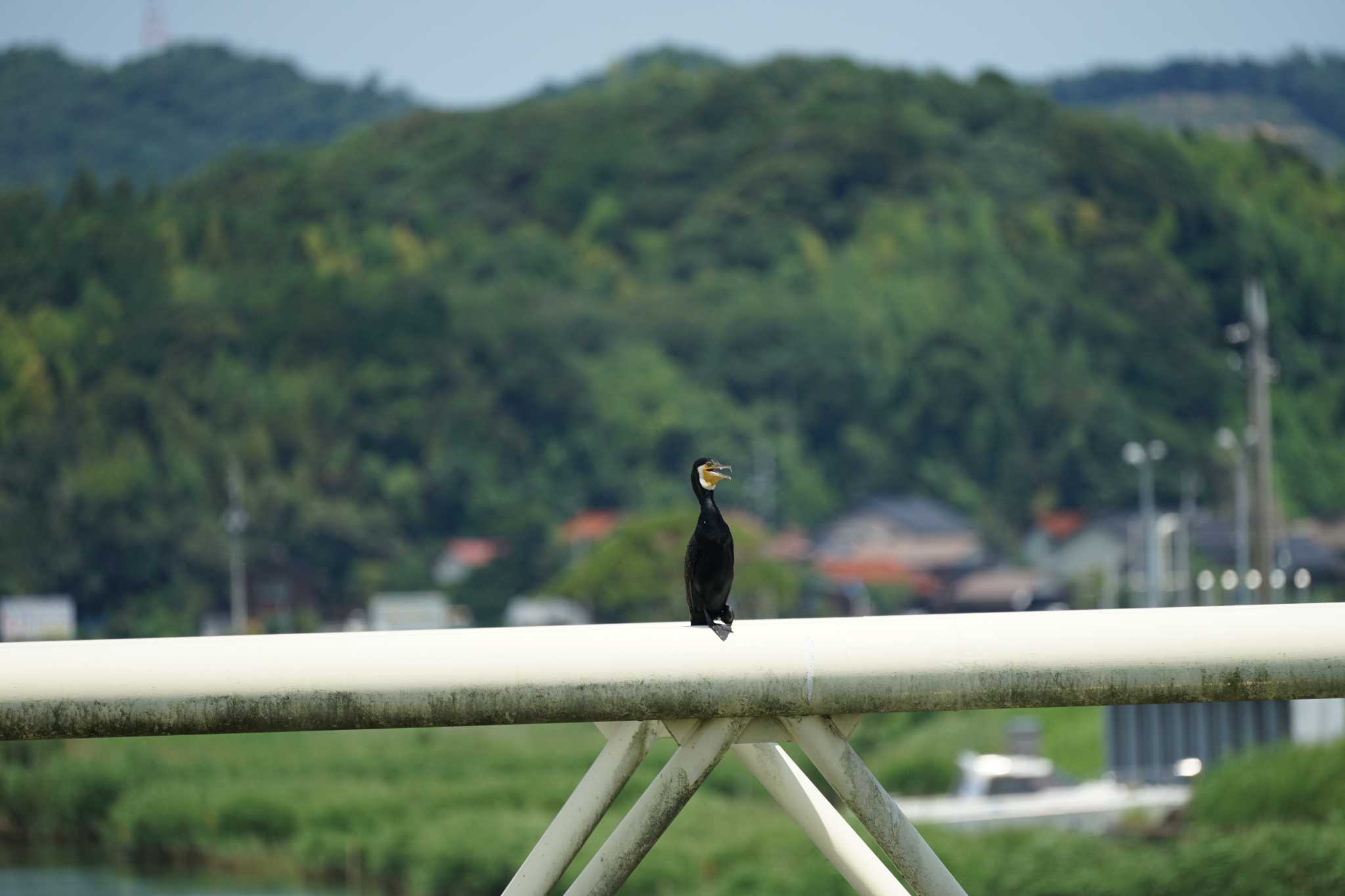 カワウ