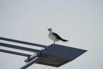 2021年7月22日(木) 松江市の野鳥観察記録