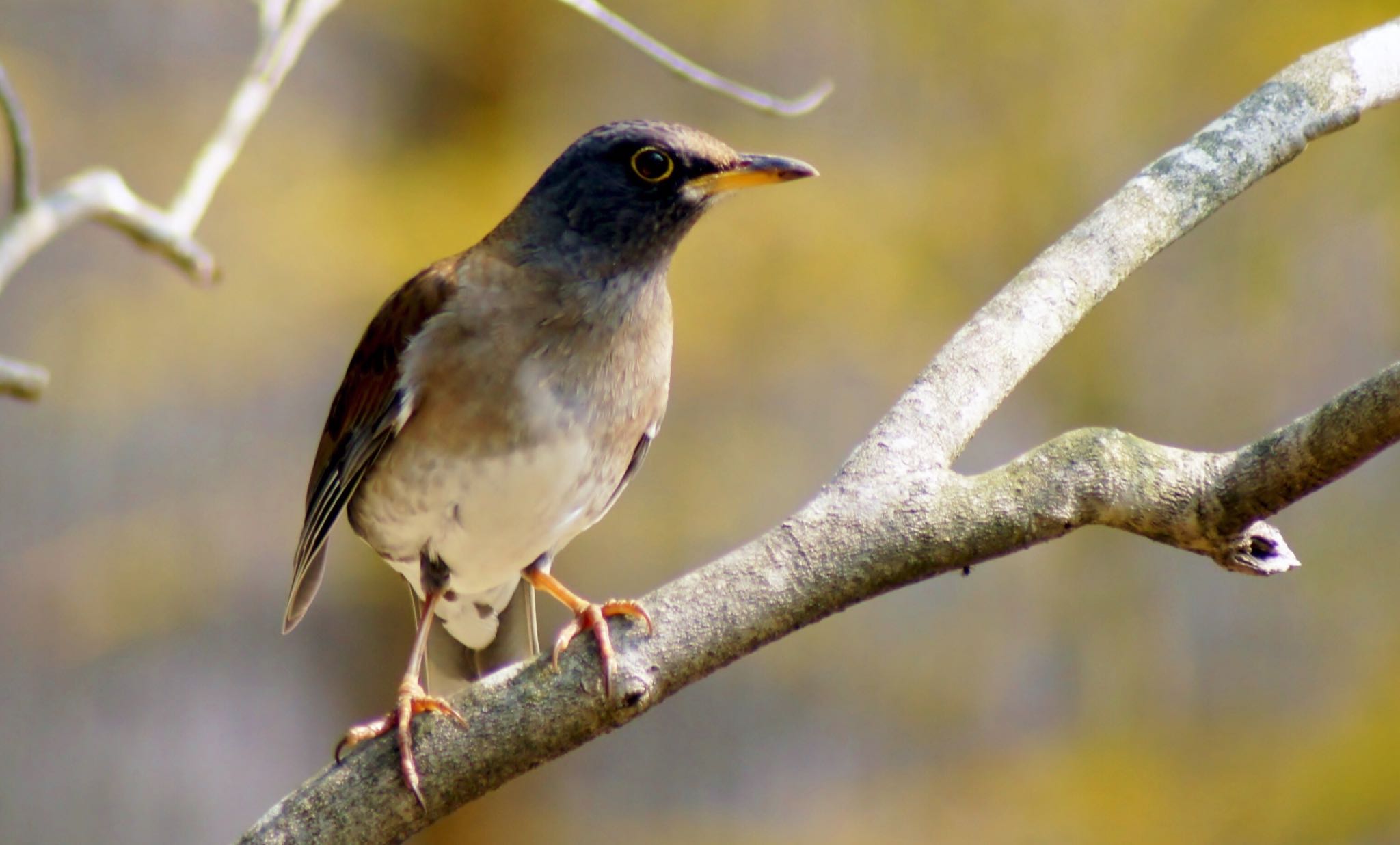 Photo of Pale Thrush at しあわせの村 by chama taro