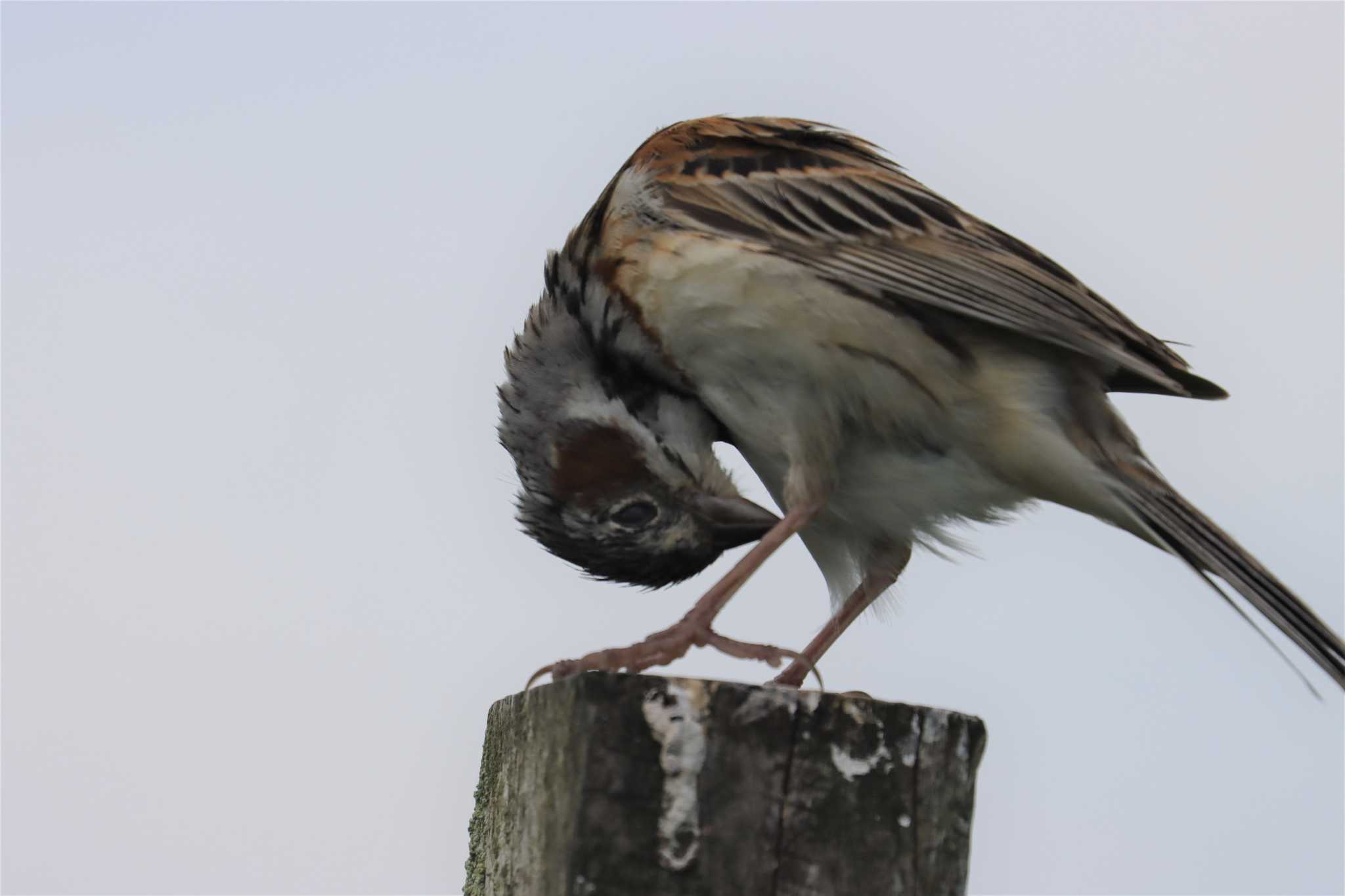 Photo of Chestnut-eared Bunting at Kirigamine Highland by SuperGlover