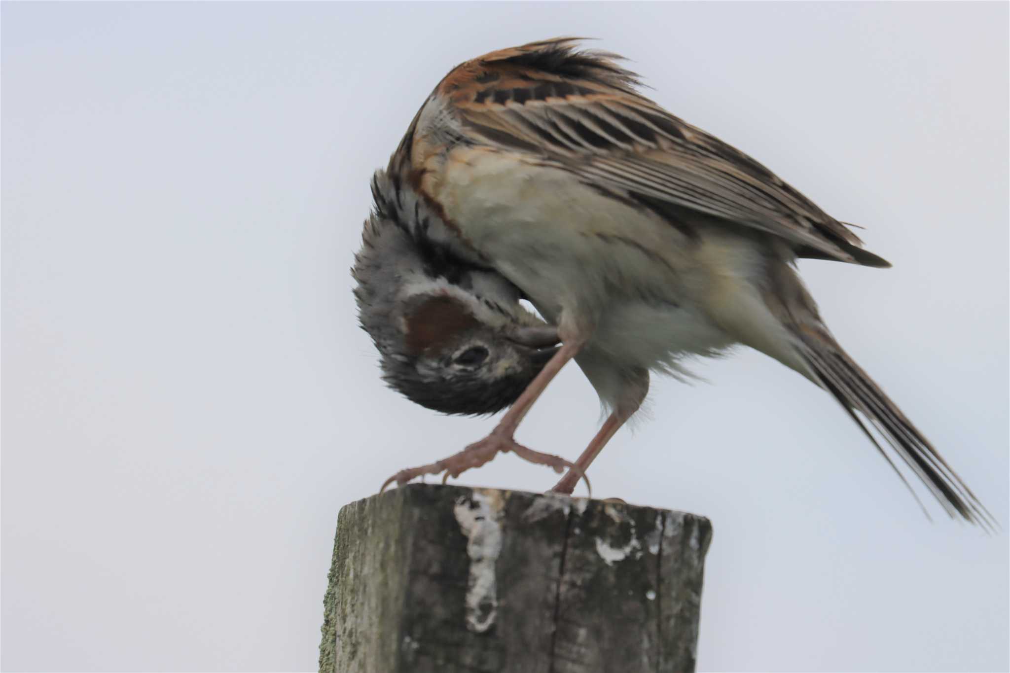 Photo of Chestnut-eared Bunting at Kirigamine Highland by SuperGlover