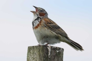 Chestnut-eared Bunting Kirigamine Highland Wed, 7/21/2021