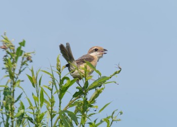 Bull-headed Shrike 青森県小川原湖 Sat, 7/17/2021