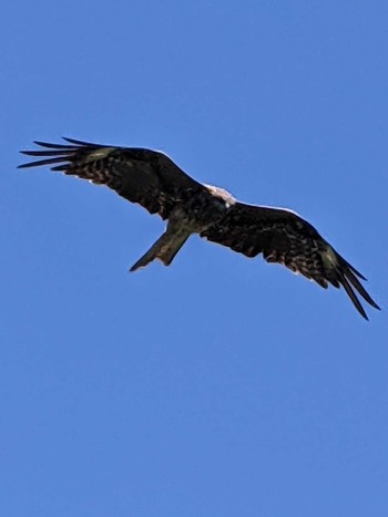 Black Kite 荒崎公園 Thu, 7/22/2021