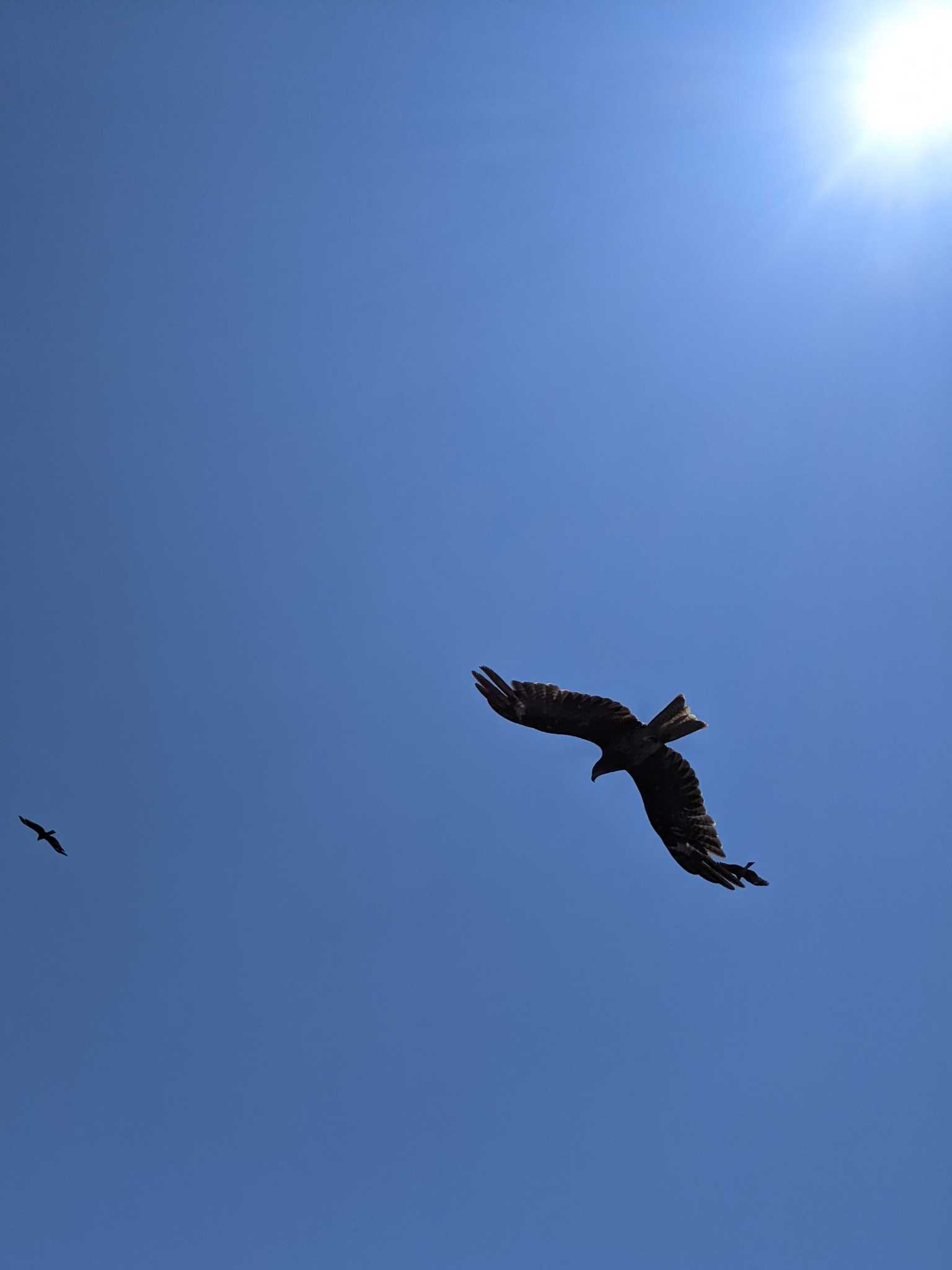 Black Kite