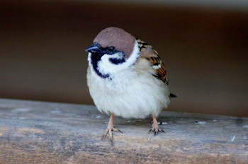 Eurasian Tree Sparrow しあわせの村 Thu, 3/30/2017