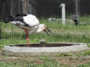 コウノトリ コウノトリの里(野田市) 2021年7月22日(木)