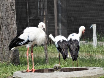 コウノトリ コウノトリの里(野田市) 2021年7月22日(木)