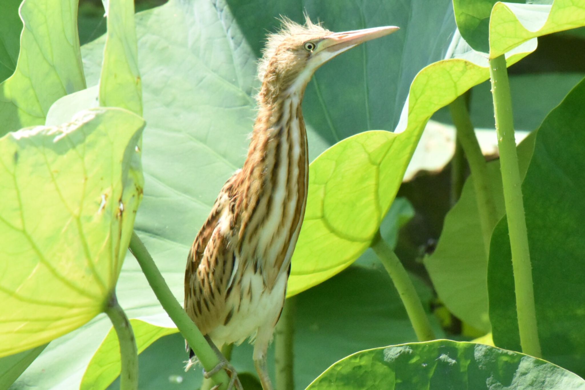 Photo of Yellow Bittern at Isanuma by 遼太