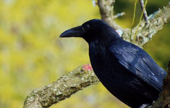 Carrion Crow しあわせの村 Thu, 3/30/2017