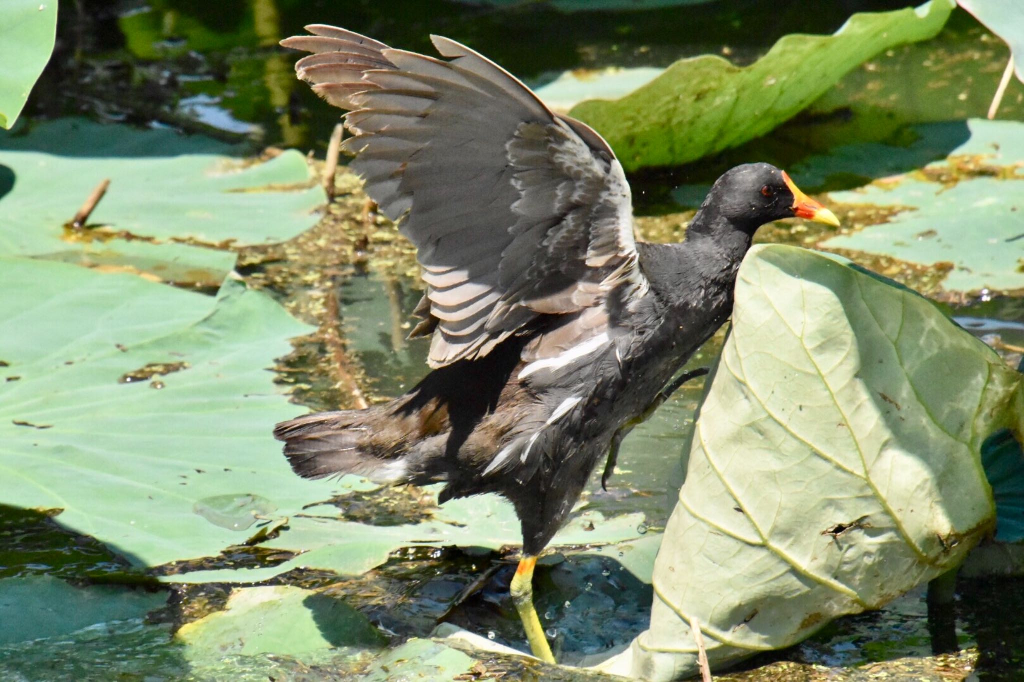 伊佐沼 バンの写真 by 遼太