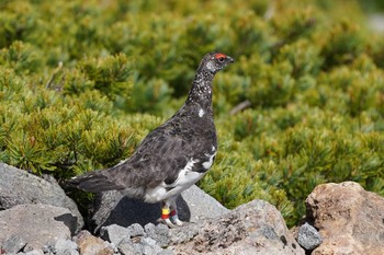 ライチョウ 乗鞍岳 2021年7月16日(金)