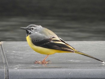 2017年3月31日(金) 早野聖地公園の野鳥観察記録