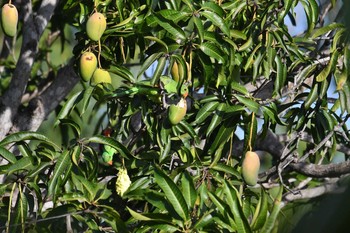 Red-winged Parrot Laura (Australia) Sat, 10/19/2019