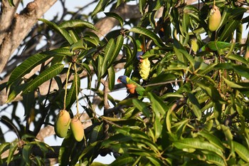 Rainbow Lorikeet Laura (Australia) Sat, 10/19/2019