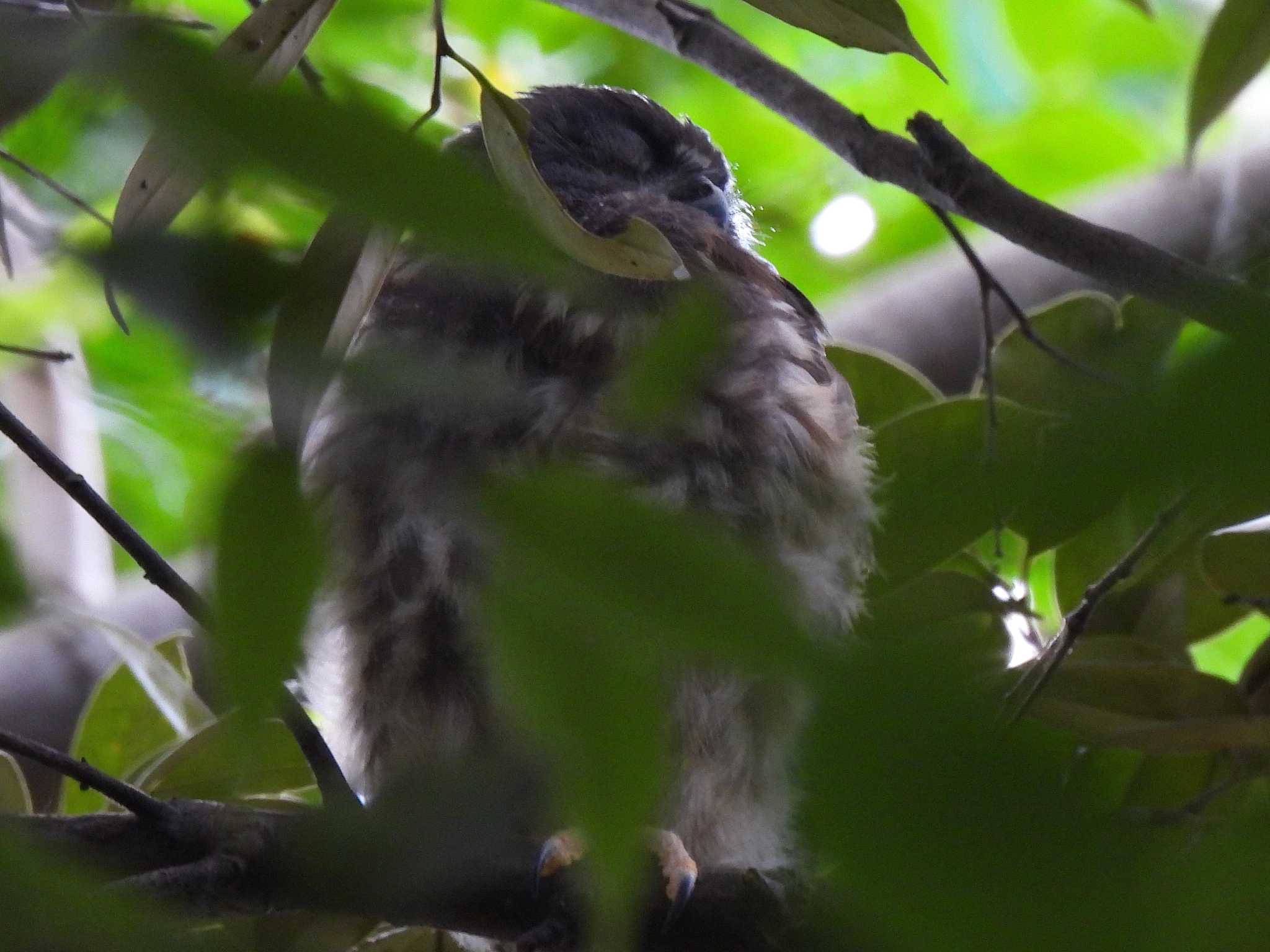 東山動植物園 アオバズクの写真 by よつくん