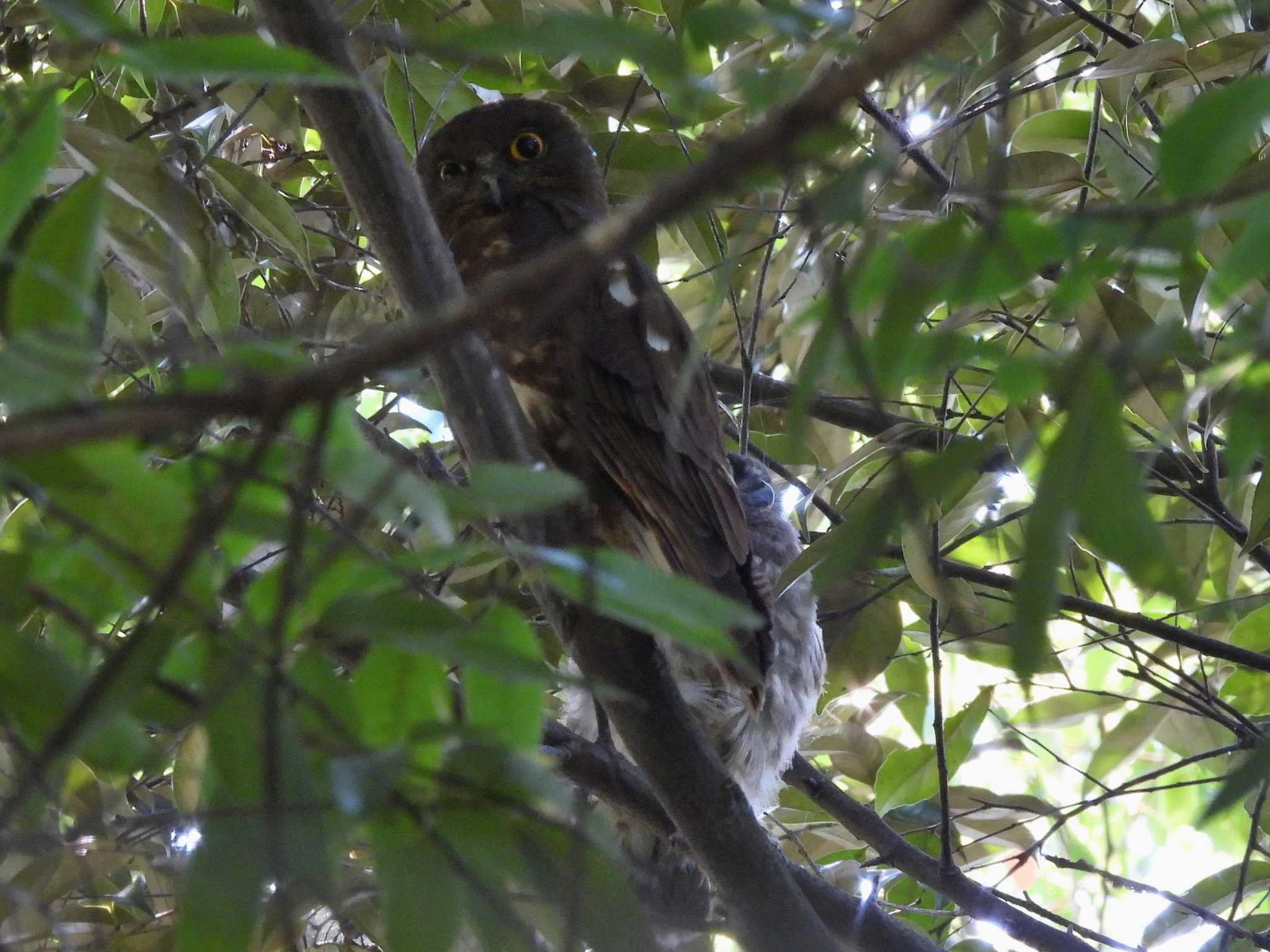 東山動植物園 アオバズクの写真 by よつくん