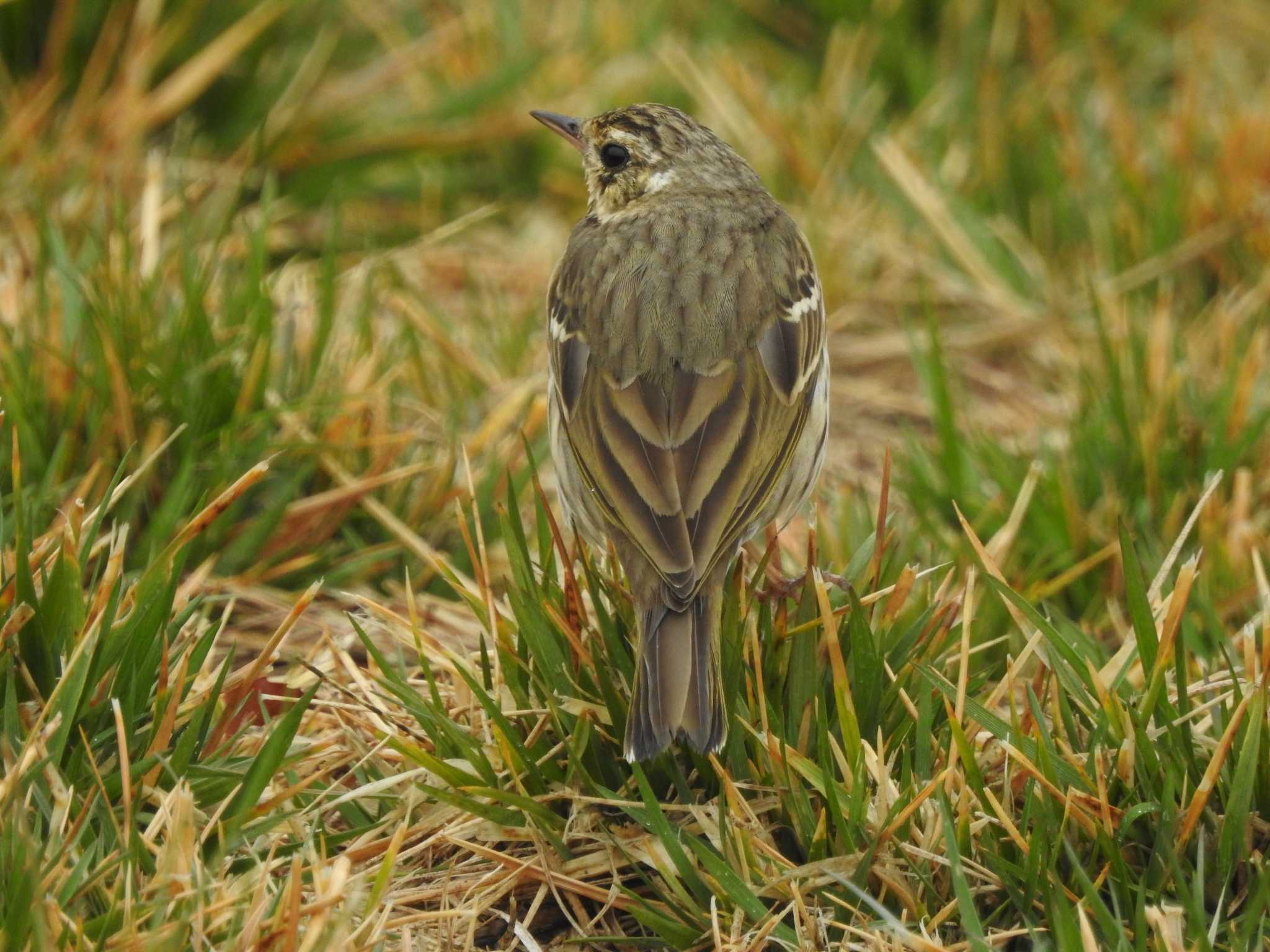 Photo of Olive-backed Pipit at 相模原沈殿池 by 結城