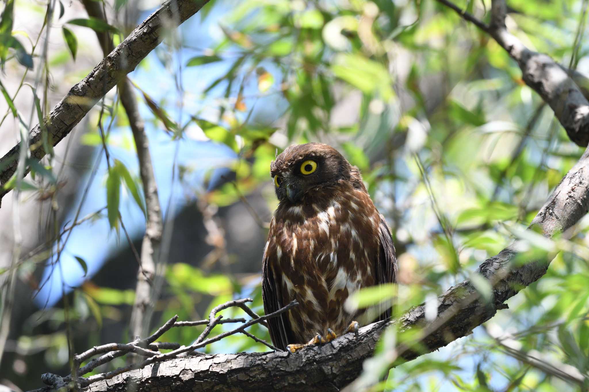 東京都 アオバズクの写真 by しげじー