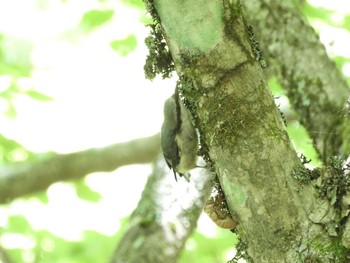 ゴジュウカラ 大台ヶ原 2021年7月22日(木)