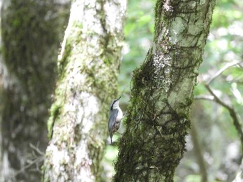 2021年7月22日(木) 大台ヶ原の野鳥観察記録