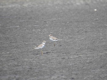 2021年7月22日(木) ふなばし三番瀬海浜公園の野鳥観察記録