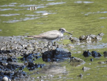 2021年7月22日(木) 葛西臨海公園の野鳥観察記録