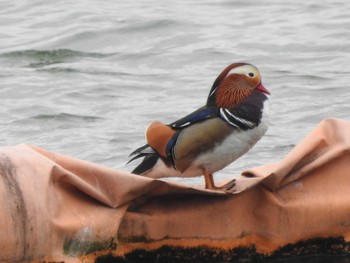 Mandarin Duck 相模原沈殿池 Sat, 4/1/2017