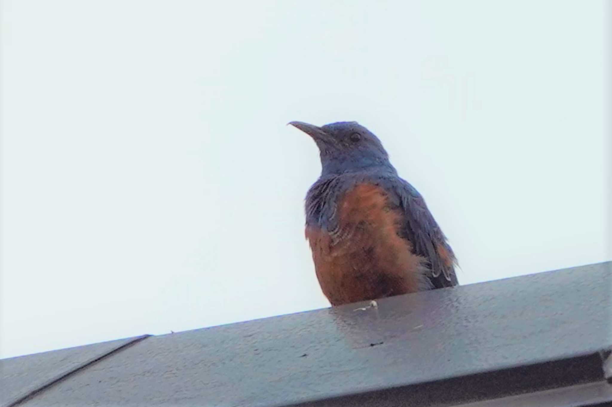 琵琶湖近隣民家の屋根の上 イソヒヨドリの写真 by におの鳥っぷ