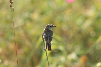 Amur Stonechat はまなすの丘公園(石狩市) Fri, 7/23/2021