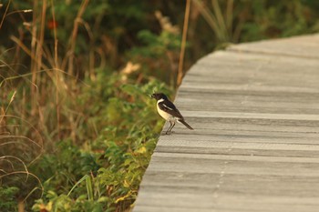 ノビタキ はまなすの丘公園(石狩市) 2021年7月23日(金)