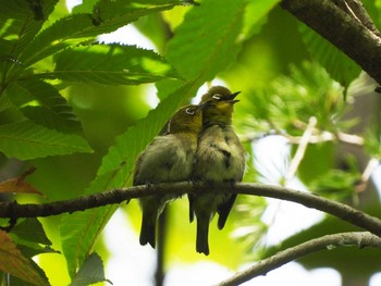 メジロ 青葉山公園 2021年7月23日(金)