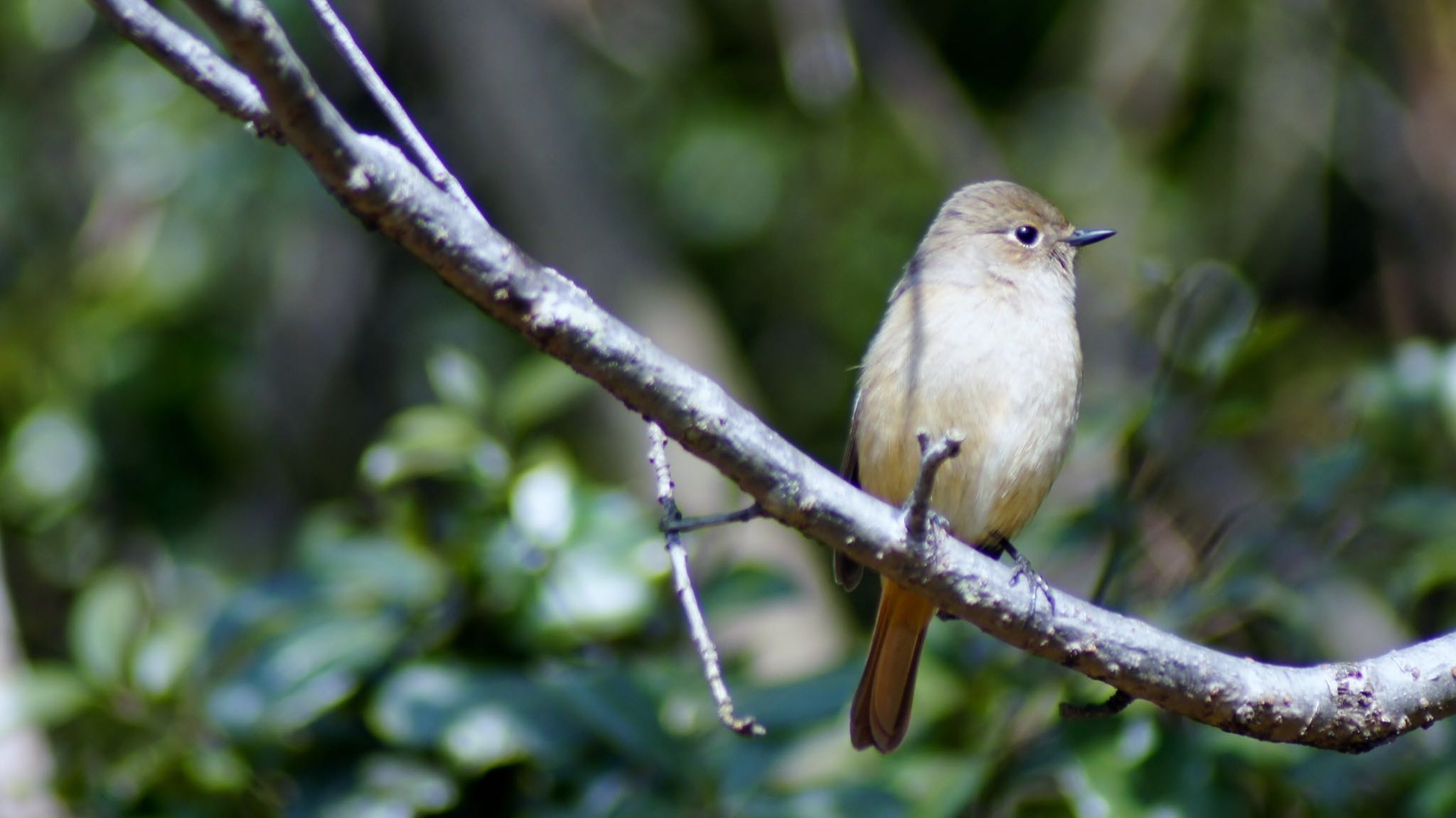 Daurian Redstart