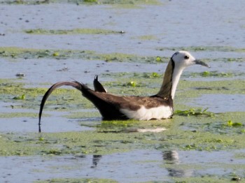 Pheasant-tailed Jacana 大阪府堺市 Fri, 7/23/2021