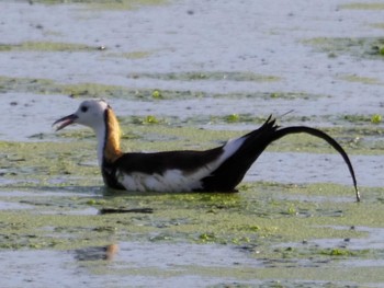 Pheasant-tailed Jacana 大阪府堺市 Fri, 7/23/2021