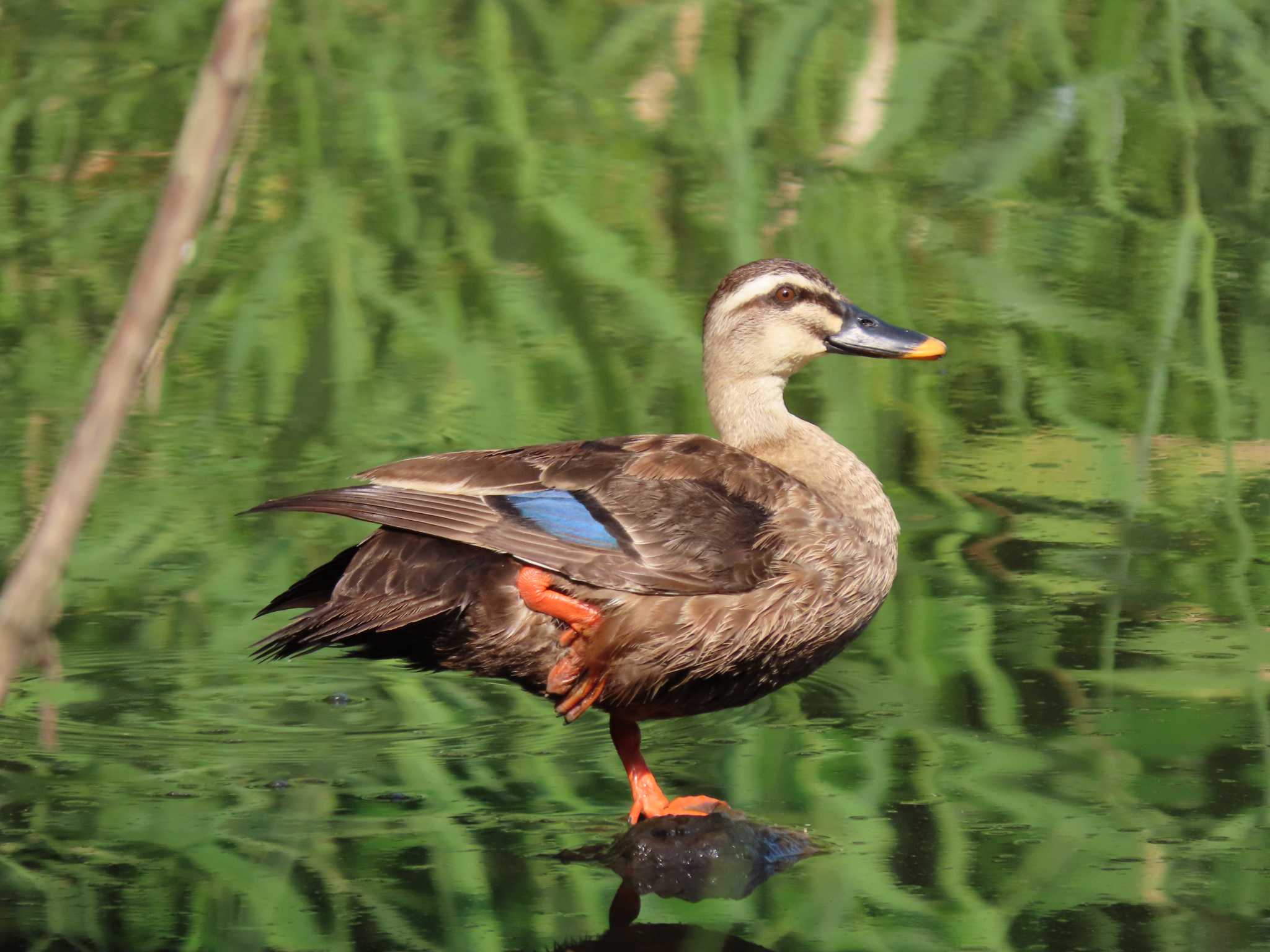 葛西臨海公園 カルガモの写真 by のぐち