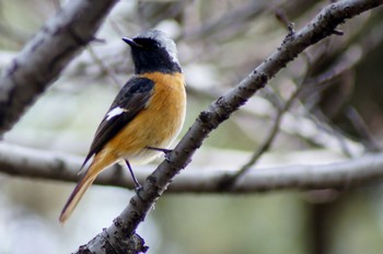 Daurian Redstart 須磨浦公園 Sun, 3/5/2017